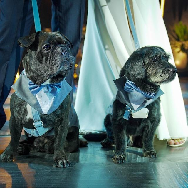 Personalised Wedding Ring Bearer Pouch For Dogs - Customer Photo From Jenn Kostel