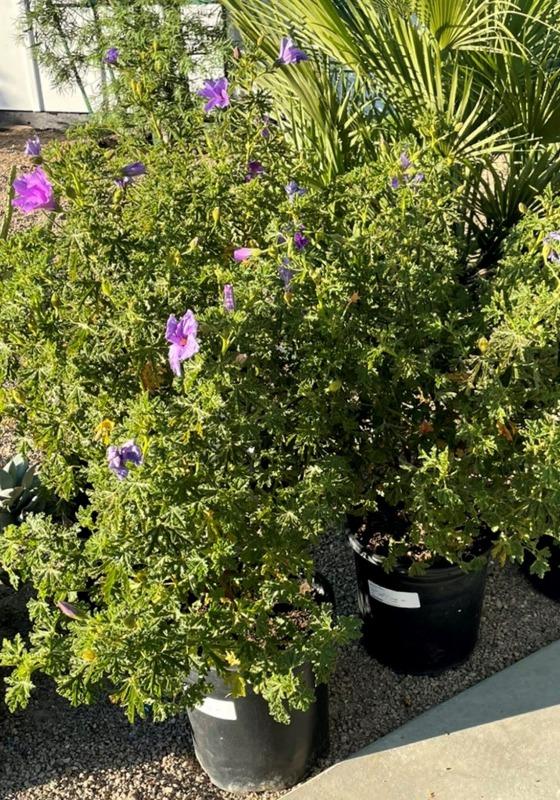 viola f1 plant Viola F1 Jolly Face Flower Seeds main image 0