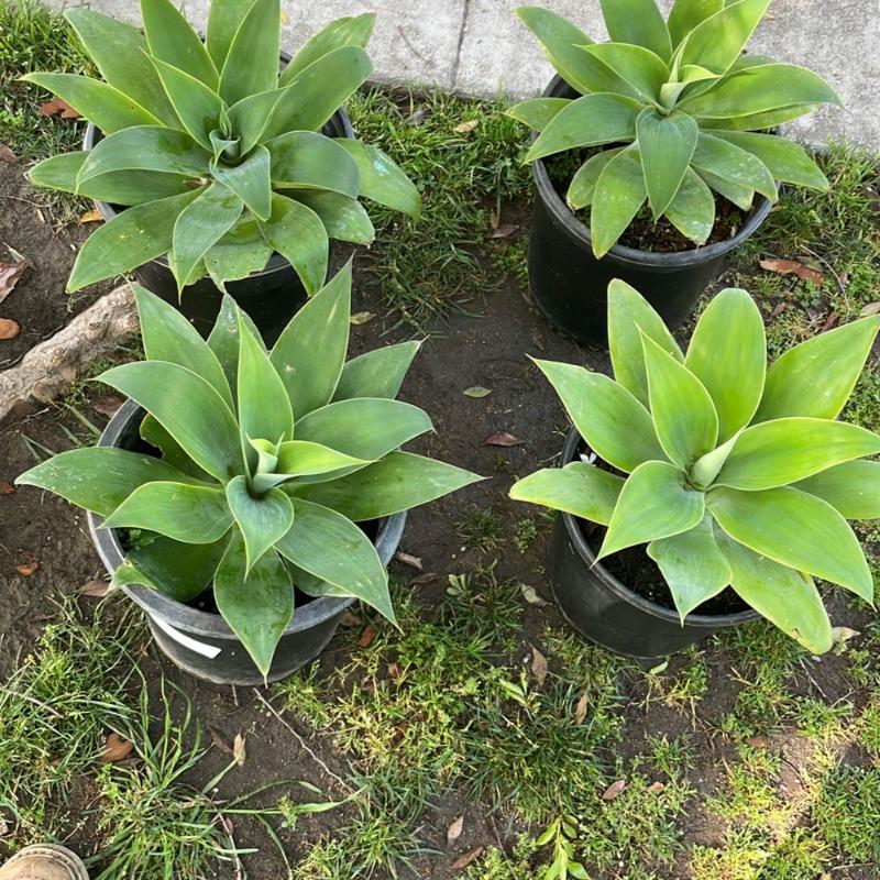 Agave attenuata (Fox Tail Agave)  Plants Express