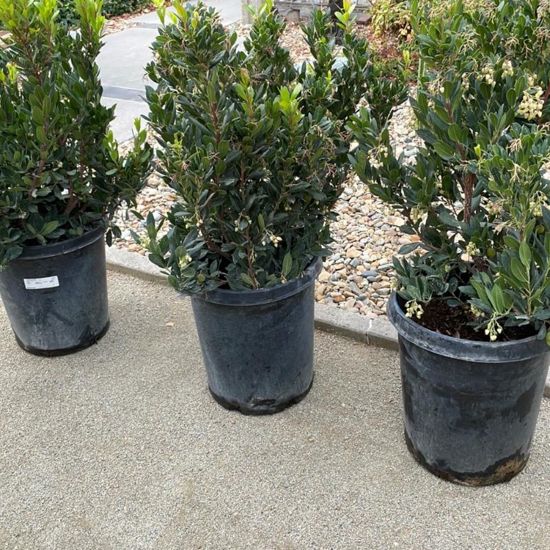 Compact Strawberry Tree - Customer Photo From Nirvonna S.