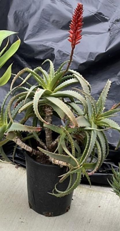sonnenbrand aloe Aloe Vera Gold Spray