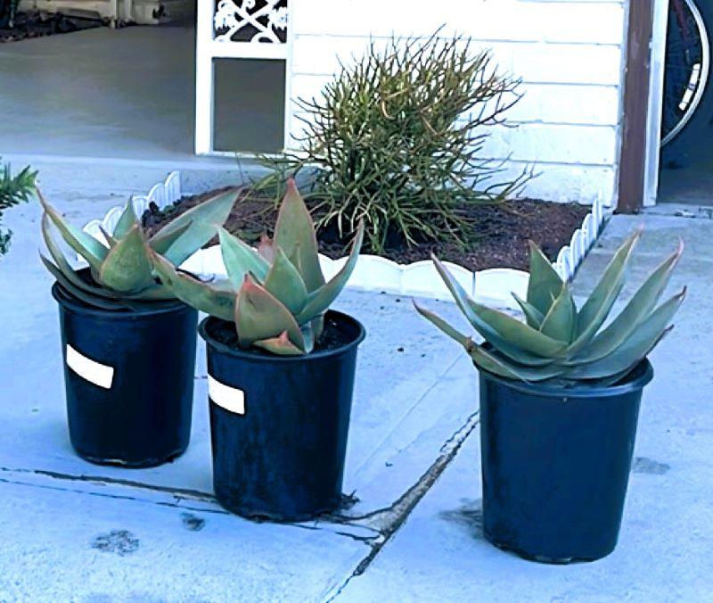 Coral Aloe (Aloe striata)  Plants Express