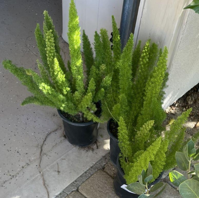 Myers Foxtail Fern (Asparagus densiflorus 'Myers') in Louisville Indiana  Kentucky KY at Wallitsch Garden Center