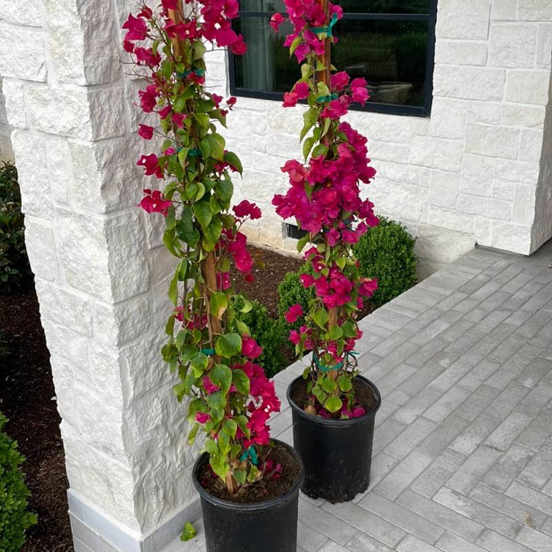 cork plant Cork Mounted Plants main image 0