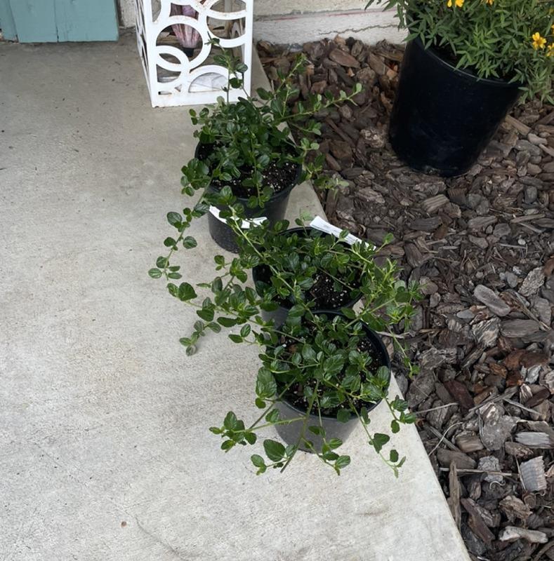 Yankee Point California Lilac - Customer Photo From Diane Z.