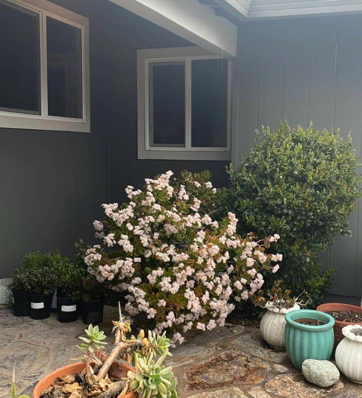 Yankee Point California Lilac - Customer Photo From Gian P.