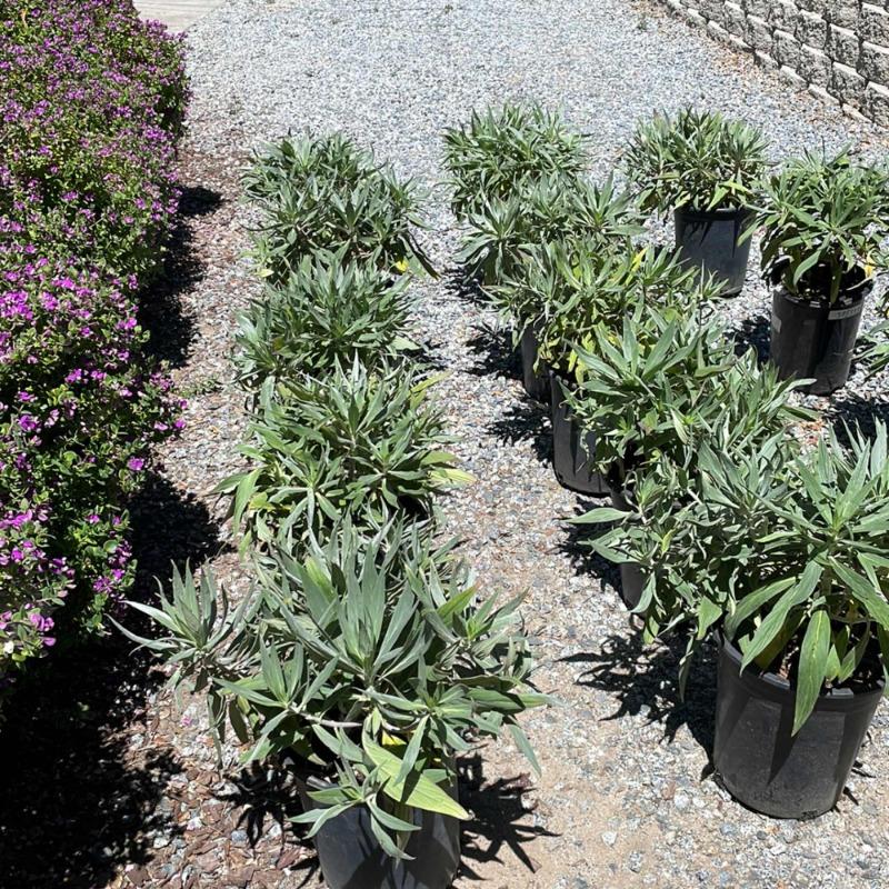 Echium fastuosum "Pride of Madeira"  Plants Express