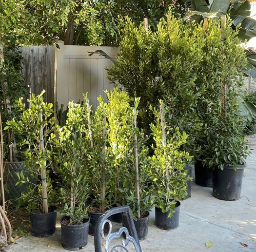 Tall Indian Laurel Coulmns, 'Ficus nitida' Hollywood hedge - 24 box