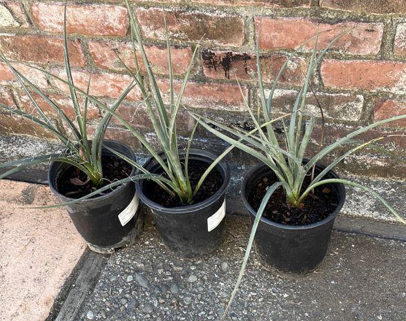 yucca-t商品② Rosy Pink False Yucca (Hesperaloe parviflora) – Plants Express