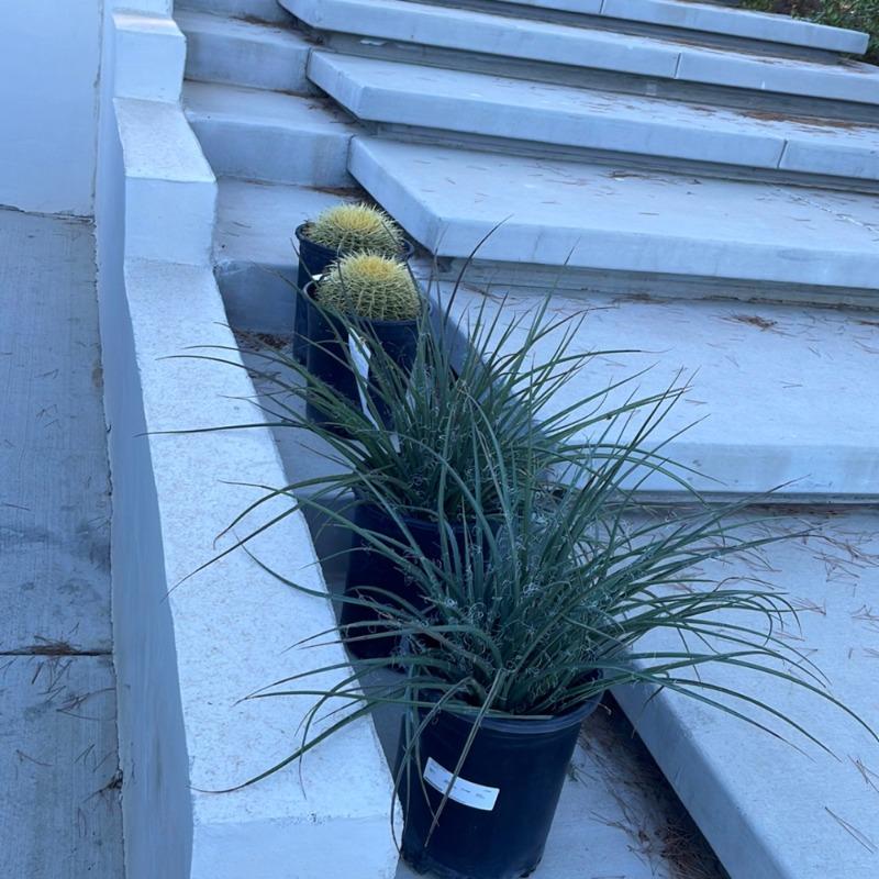 Rosy Pink False Yucca (Hesperaloe parviflora) – Plants Express