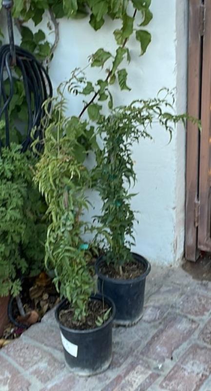 Pink Jasmine - Customer Photo From Stacie L.