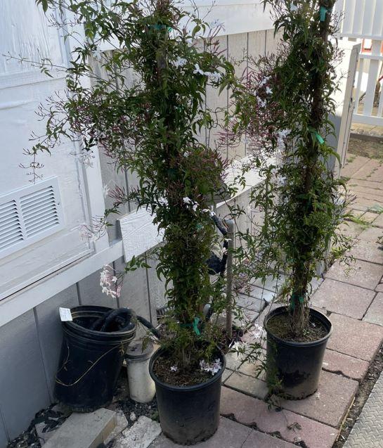 Pink Jasmine - Customer Photo From Roxann A.