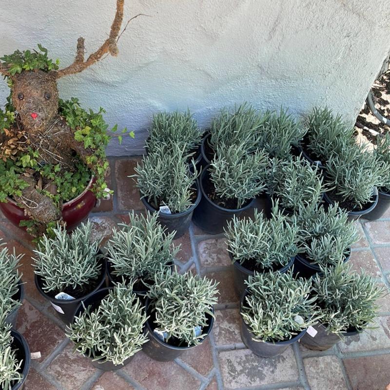 English Lavender for Sale | Plants Express