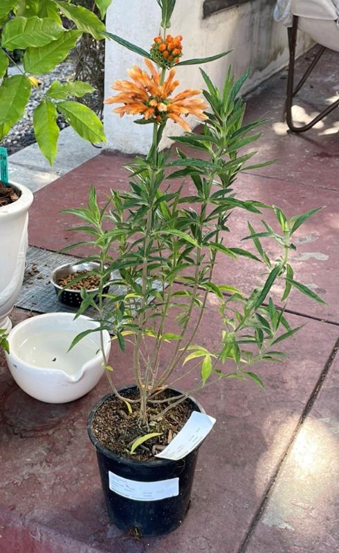 Lion's Tail (Leonotis leonurus)  Plants Express