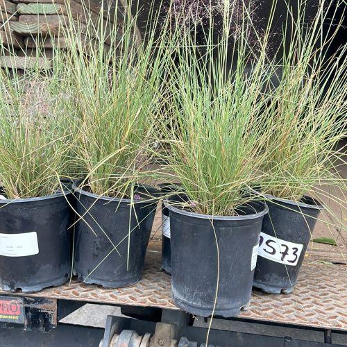 muhlenbergia capillaris regal mist