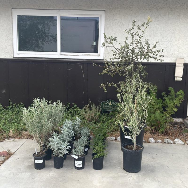 PLANTS EXPRESS | Semi-Fruitless Wilson Olive Multi - Customer Photo From Katherine G.