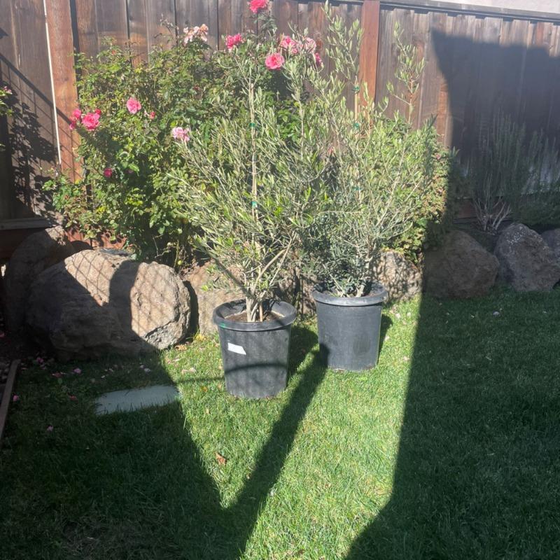 PLANTS EXPRESS | Semi-Fruitless Wilson Olive Multi - Customer Photo From Tamara G.