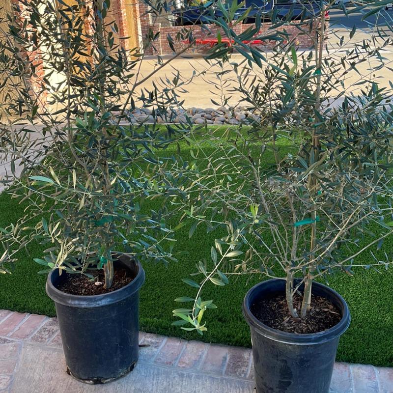 PLANTS EXPRESS | Semi-Fruitless Wilson Olive Multi - Customer Photo From Luciano M
