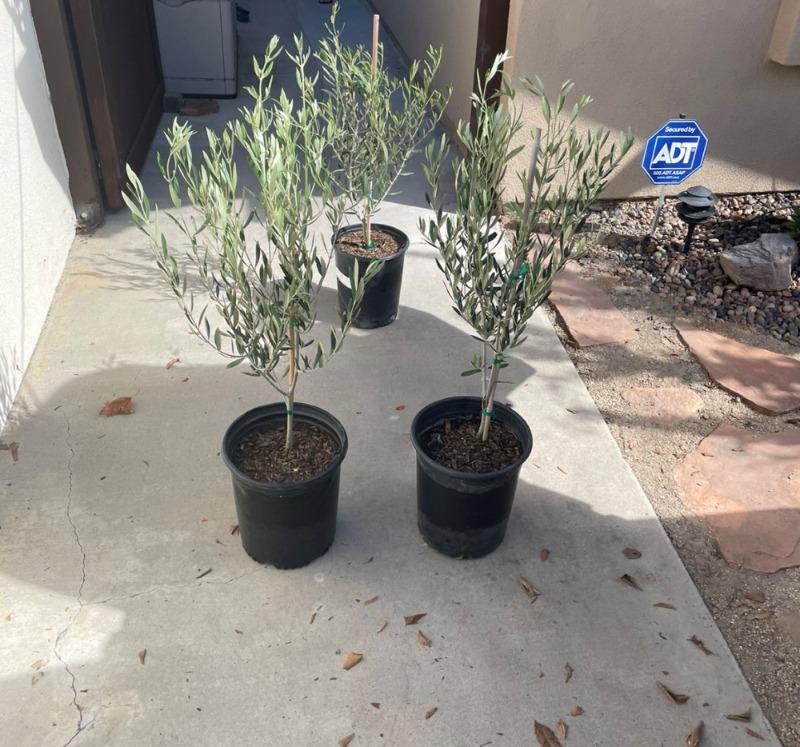 PLANTS EXPRESS | Semi-Fruitless Wilson Olive Multi - Customer Photo From Alex B.