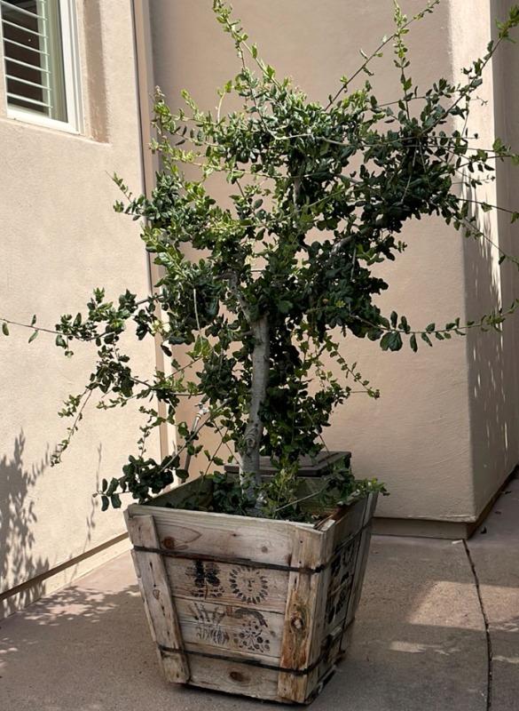 Coast Live Oak - Customer Photo From Colleen C.
