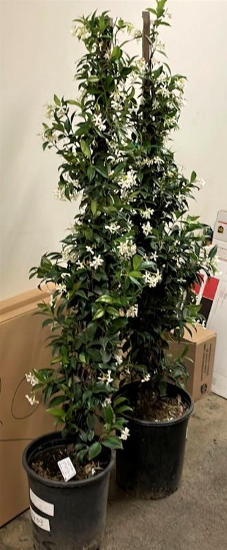 Star Jasmine For Sale Online