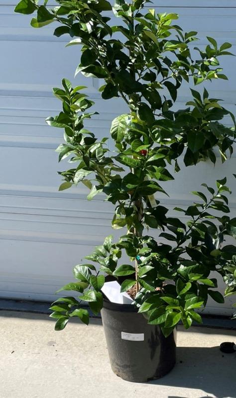 Buy Dwarf Lemon Eureka Fruit Trees (Citrus limon