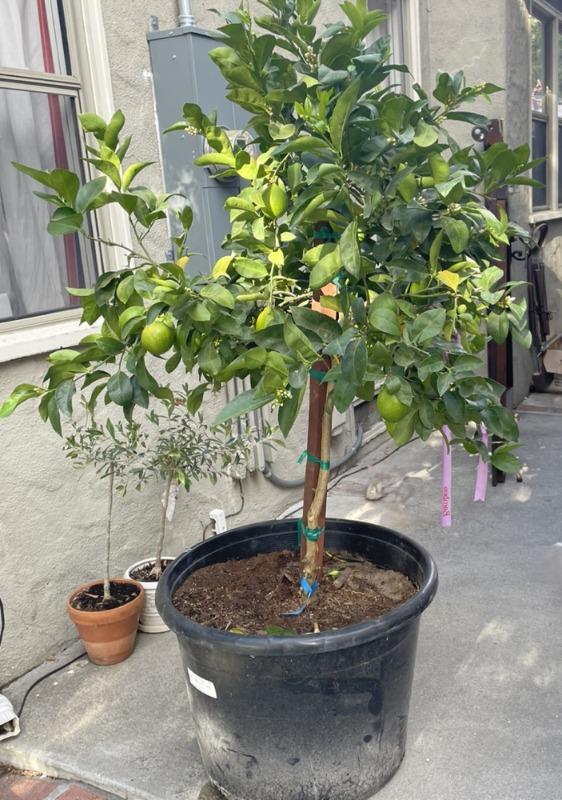 Meyer Lemon cheapest Tree- 6inch pot- roughly 12-18 inches on the plant -roughly 2 years old