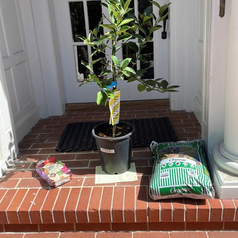 Meyer Lemon Tree- 6inch pot- roughly 12-18 inches on the plant -roughly 2 hotsell years old