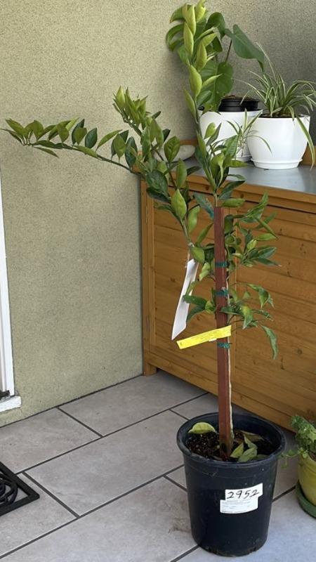 PLANTS EXPRESS | Owari Satsuma Mandarin Tree - Customer Photo From Mieko T.