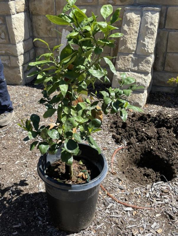 PLANTS EXPRESS | Owari Satsuma Mandarin Tree - Customer Photo From Kathleen W.