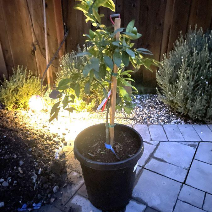 PLANTS EXPRESS | Owari Satsuma Mandarin Tree - Customer Photo From Matt T.