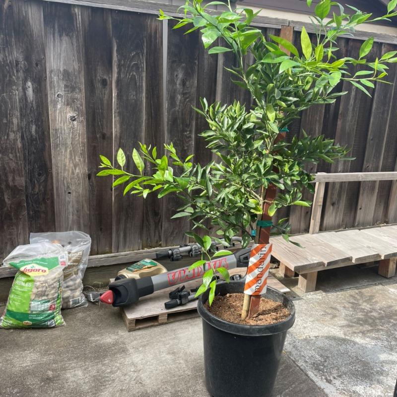 PLANTS EXPRESS | Owari Satsuma Mandarin Tree - Customer Photo From Ziwei Y.