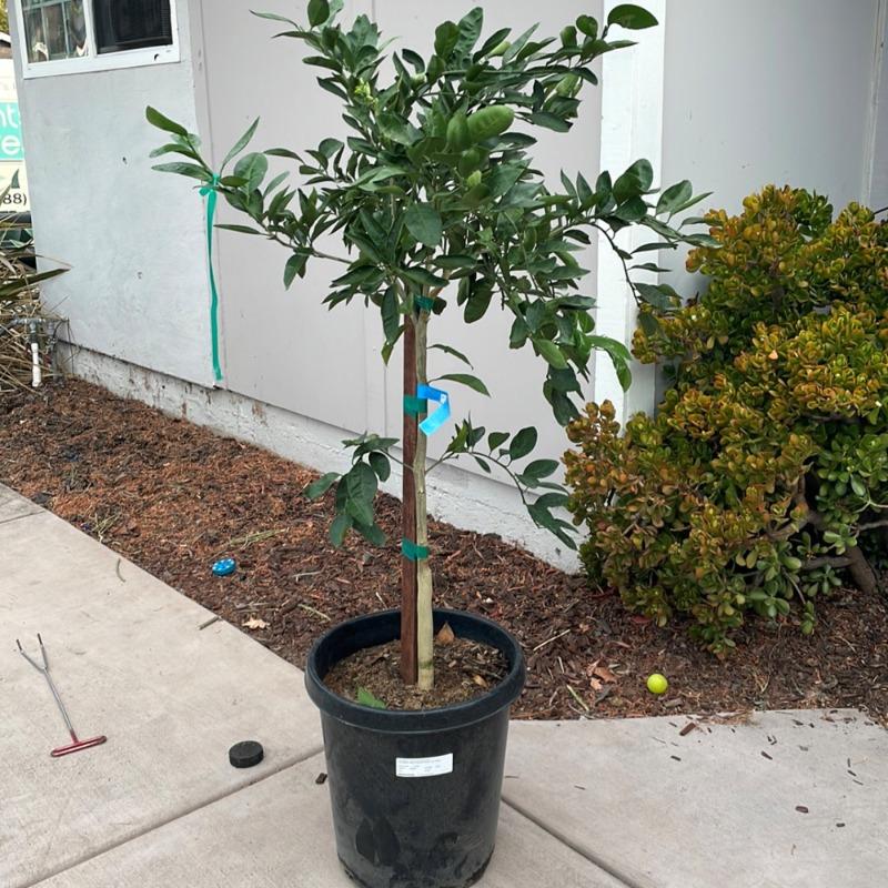 PLANTS EXPRESS | Owari Satsuma Mandarin Tree - Customer Photo From Audrey T.