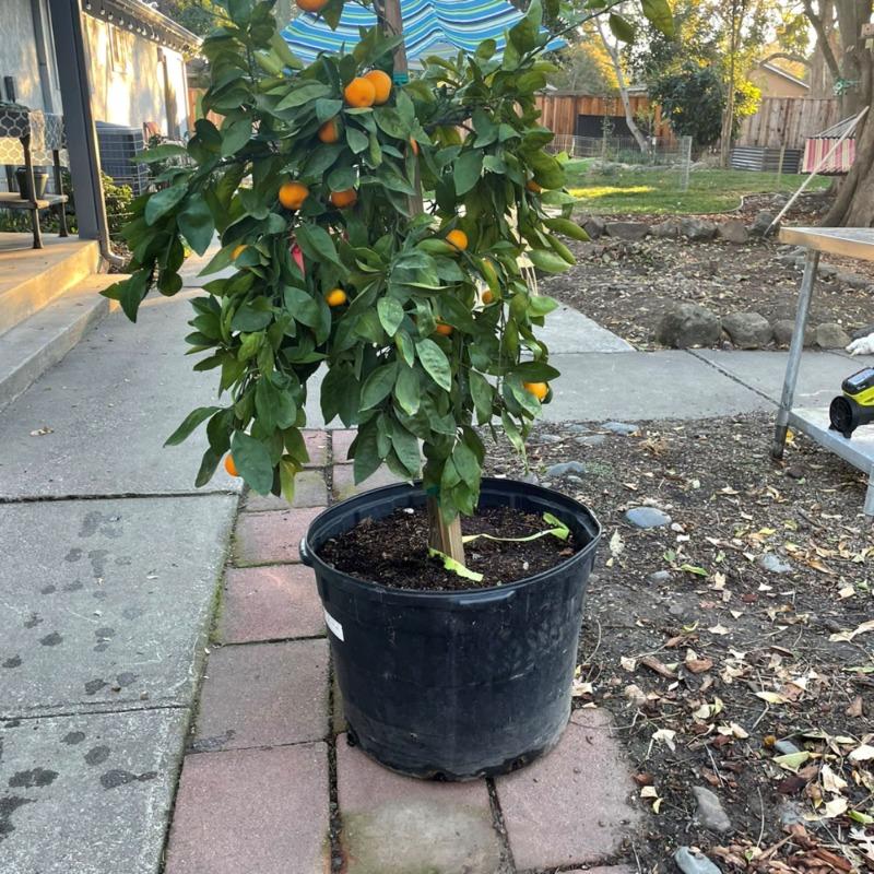 PLANTS EXPRESS | Owari Satsuma Mandarin Tree - Customer Photo From Trish B.