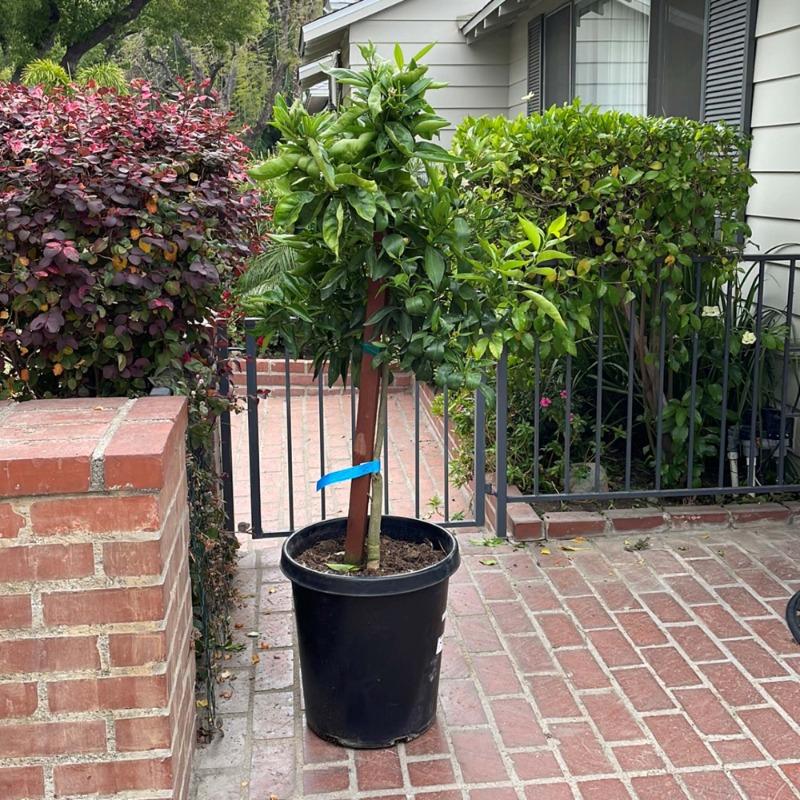 PLANTS EXPRESS | Owari Satsuma Mandarin Tree - Customer Photo From Melissa M.