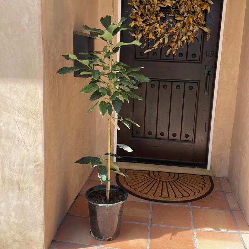 combo plant Buy Combo of 2 Layer and 3 Layer Lucky Bamboo Plants in a Glass Vase with  Pebbles online from Nurserylive at lowest price
