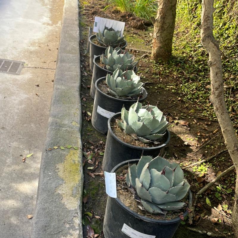 Artichoke Agave - Plants Express