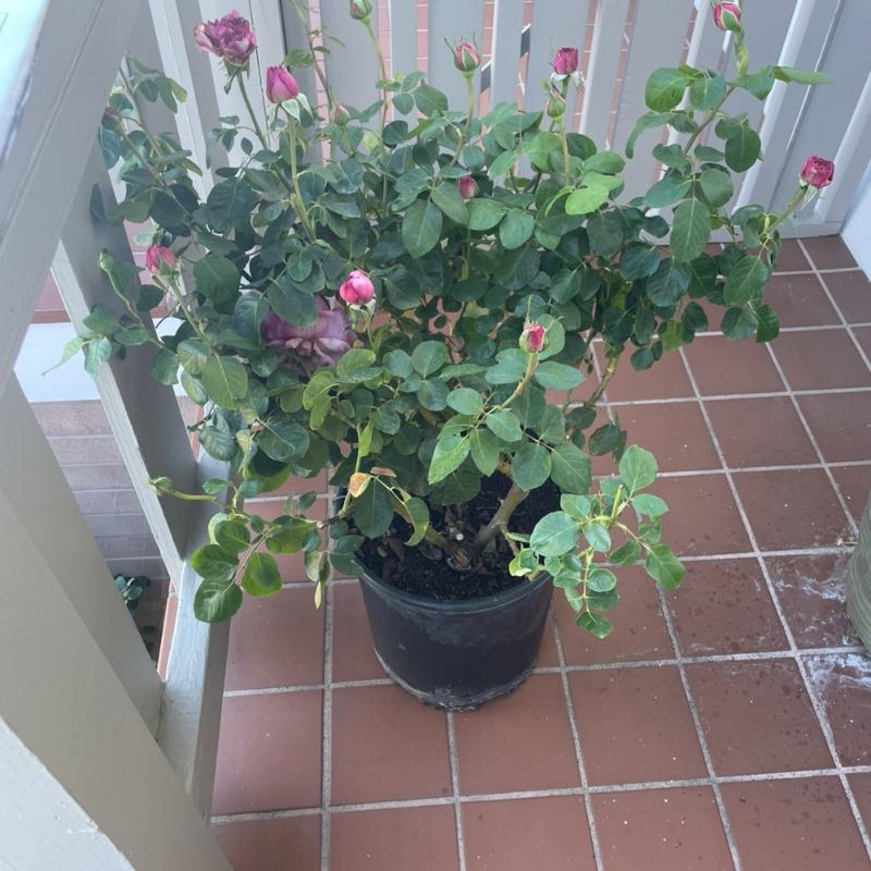 Yves Piaget Rose | Plants Express