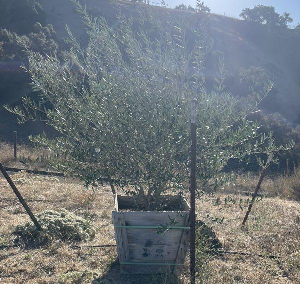 Mission Olive Tree 1 hotsell ft, 2 ft, and over 3 ft now available!