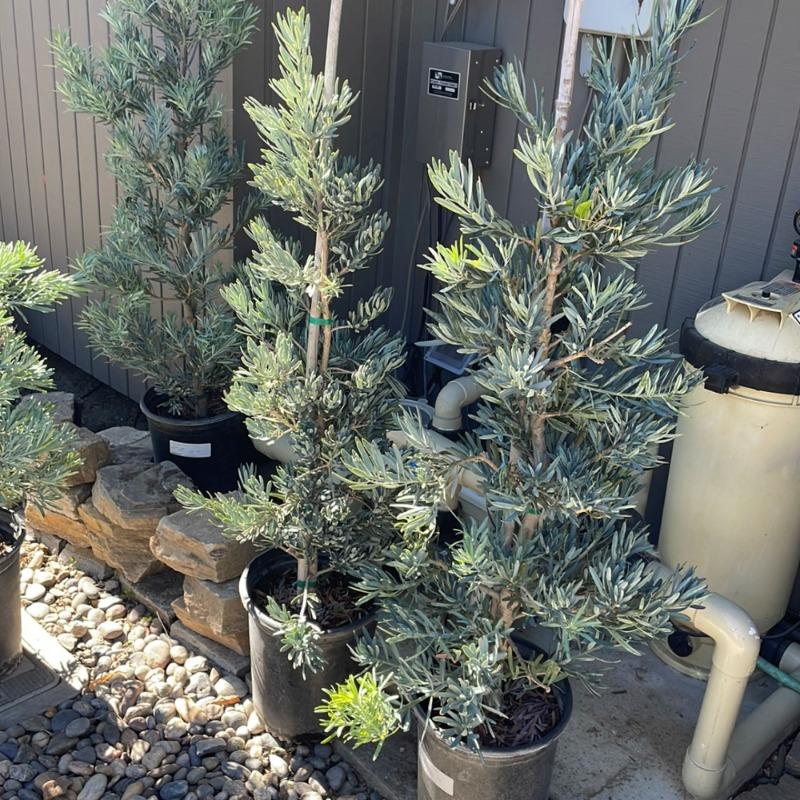 Icee Blue Yellow-Wood (Podocarpus elongatus 'Icee Blue')  Plants Express