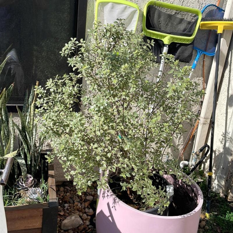 ミントン　希少！モンキーツリー　ボンボニエール Marjorie Channon Pittosporum Variegated Kohuhu - Rocky Knoll Farm