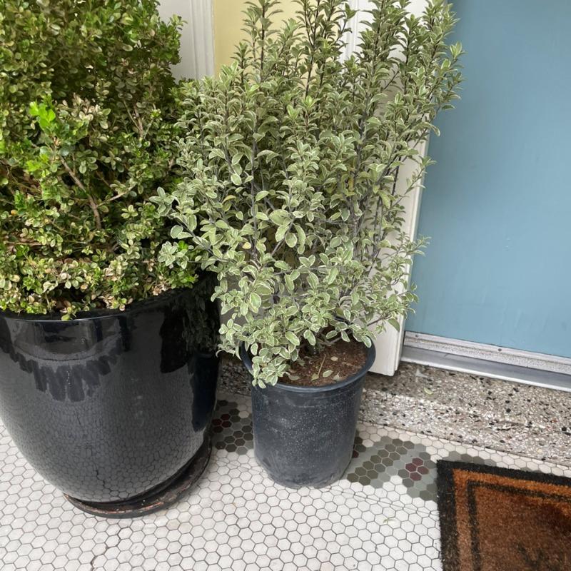 Pittosporum Marjorie Channon – Plants Express