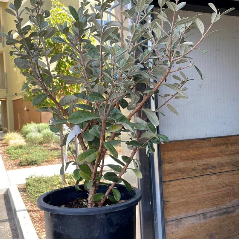 Pineapple Guava Bush | Plants Express