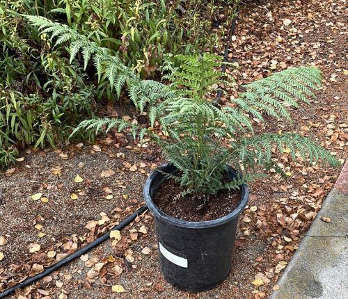 【Tree fern】 Australian Tree Fern – Liberty Landscape Supply