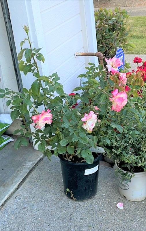 Double Delight Hybrid Tea Rose Bush  Plants Express