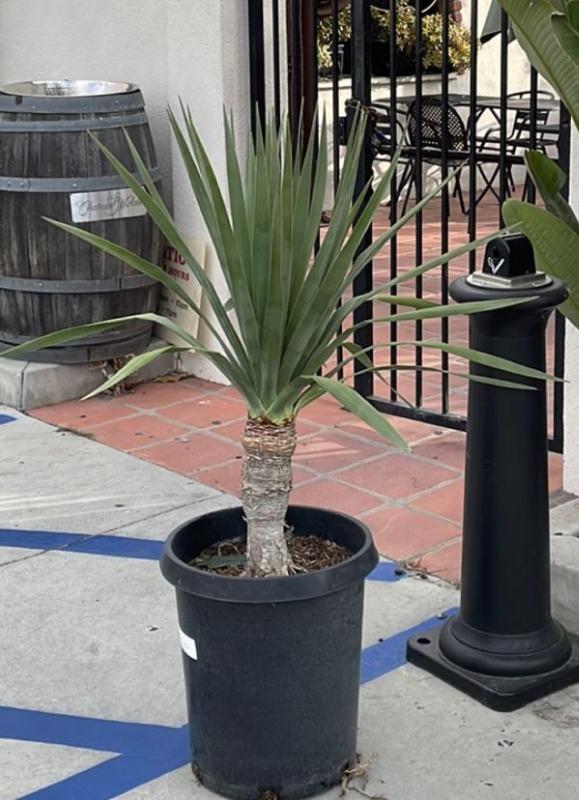 Canary Islands Dragon Tree (Dracaena draco)  Plants Express