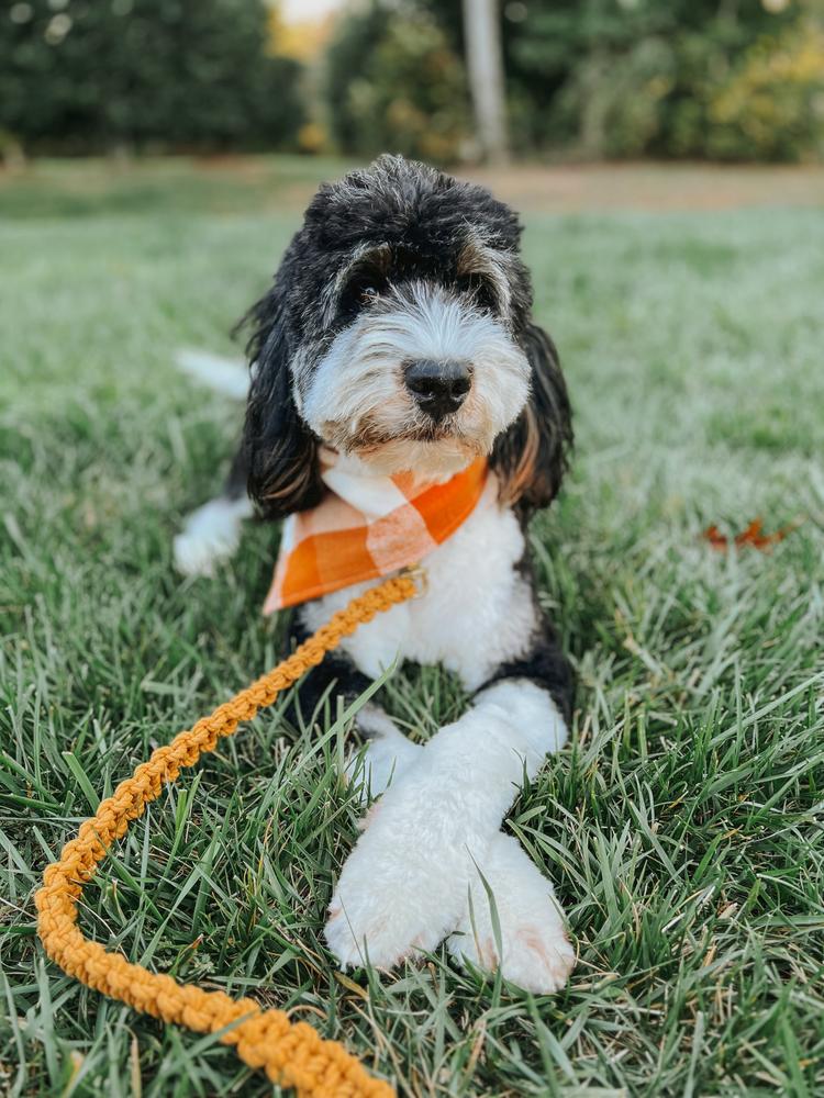 caramel pop flannel dog bandana - Customer Photo From Kristin&Maisie