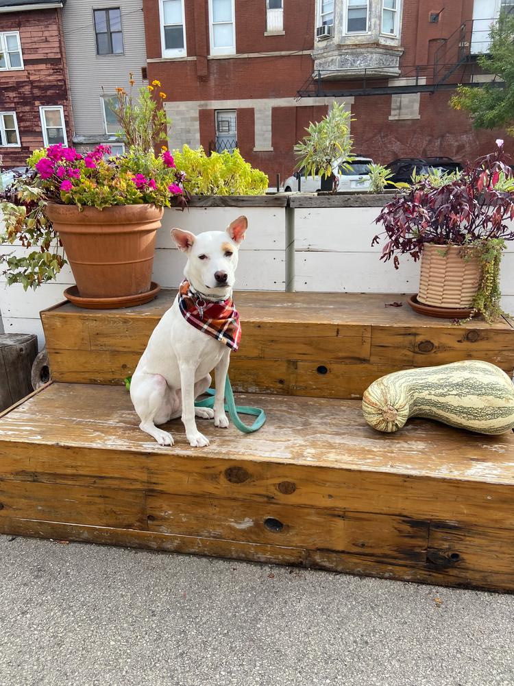 cinnamon spice flannel dog bandana - Customer Photo From Emily