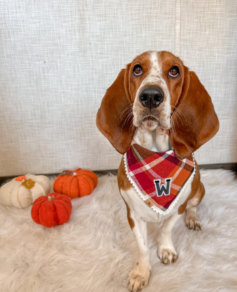 cinnamon spice flannel letterman dog bandana - Customer Photo From Kaitlan J