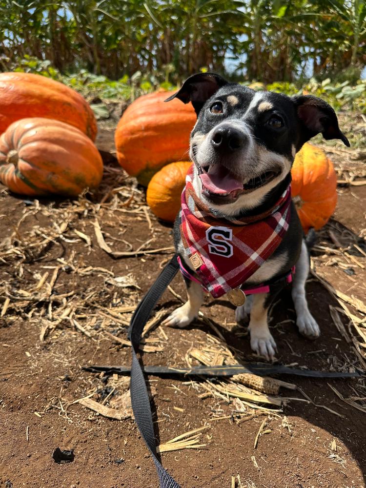 cinnamon spice flannel letterman dog bandana - Customer Photo From Jenn & Stella